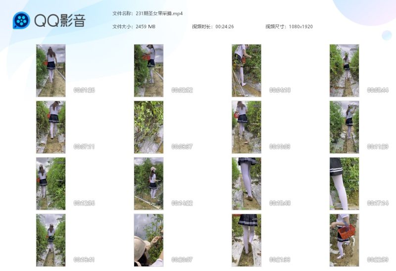231期圣女果采摘-湿身与脏乱