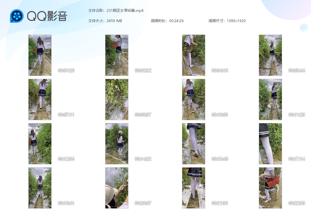 图片[1]-231期圣女果采摘-湿身与脏乱